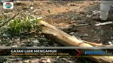 Amukan gajah-gajah liar tersebut menewaskan satu orang warga Desa Durian Sembilan.