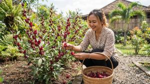 Cara Menanam Rosella di Halaman untuk Memanen Kelopak Bunga yang Merah dari Awal Tanam