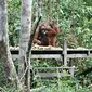 Feeding orangutan di Tanjung Harapan, Tanjung Puting, Kalimantan Tengah. (Liputan6.com/Dinny Mutiah)