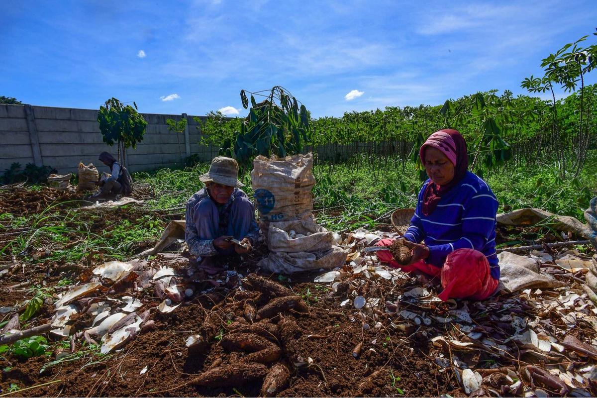 Petani menjerit harga singkong anjlok