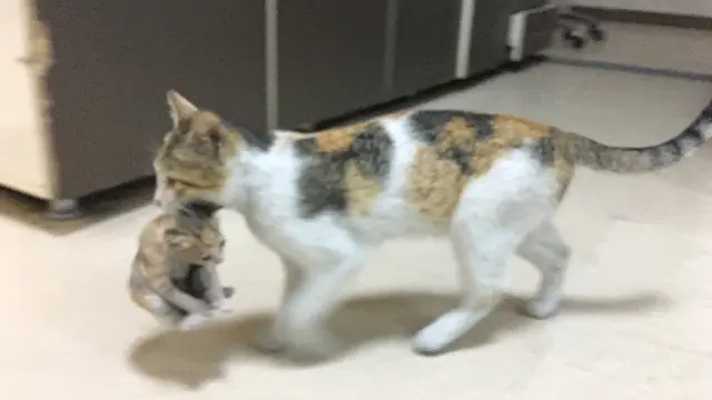 Gemas, Induk Kucing Ini Bawa Sendiri Anaknya yang Sakit ke Rumah Sakit