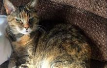 Emak-Emak Ngamuk Keras Teriaki Pria Tega Injak dan Acak-acak Makanan Kucing