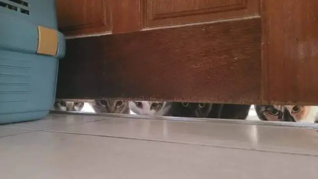 10 Potret Kocak Kucing Lagi Mengintip Ini Terlihat Menggemaskan