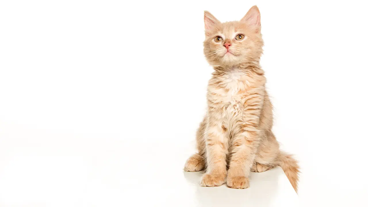 Ilustrasi kucing