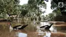 Bebek berenang saat banjir merendam pemakaman di Pulo Nangka, Kelurahan Kayu Putih, Kecamatan Pulogadung, Jakarta, Minggu (23/2/2020). (merdeka.com/Iqbal S. Nugroho)