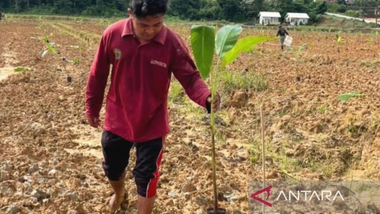 Tiga Pilar Inovatif Kaltim Dorong Pengelolaan Pisang Grecek Sepaku Berkelanjutan