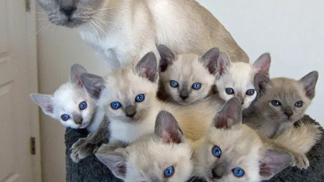 Anak Kucing Tiru Tingkah Induknya