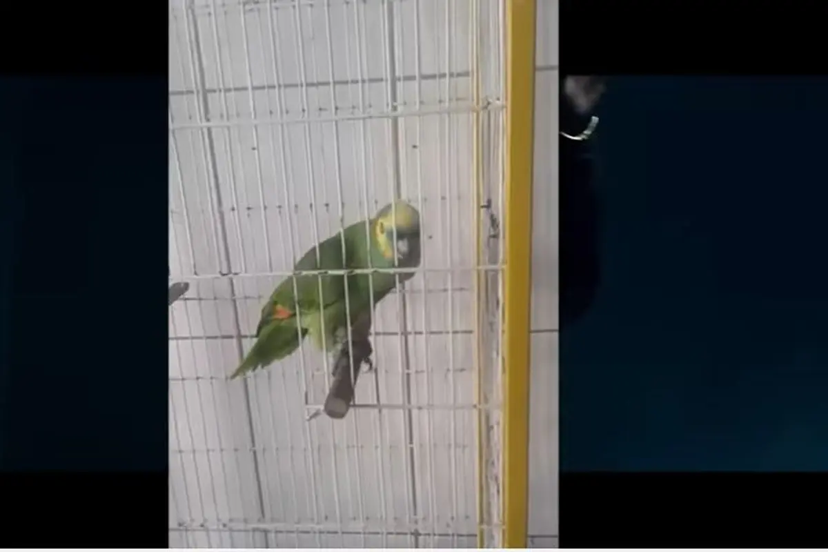 [Bintang] Ketimbang Rihanna, Burung Beo Ini Lebih Merdu Nyanyi The Monster!