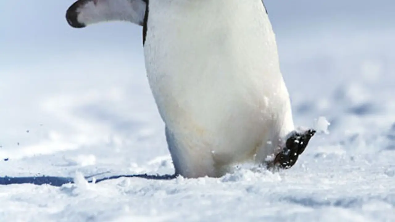 10 Fakta Penguin yang Jarang Diketahui Orang Banyak