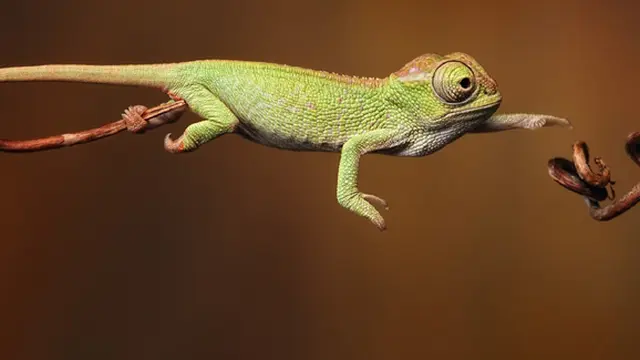 Foto : copyright superbwallpapers