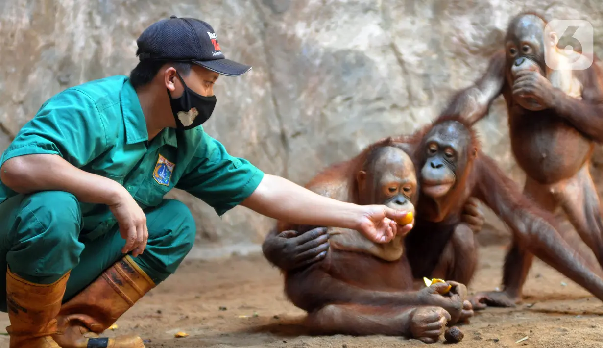 Penjaga kandang memberi makan Orangutan Sumatra (Pongo Abelii) di Taman Margasatwa Ragunan (TMR), Jakarta, Selasa (23/2/2021). Walau masih tutup akibat pendemi COVID-19, pelayanan terhadap satwa di TMR tetap berjalan setiap hari dan sesuai protokol kesehatan. (merdeka.com/Arie Basuki)
