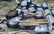 1,5 Ton Bibit Tanaman Hias Asal Belanda Terdeteksi Penyakit Dimusnahkan di Jabar