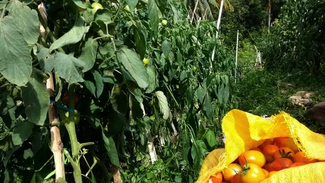 Kebun Tomat
