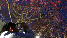 Orang-orang mengambil gambar bunga sakura pada malam hari di Taipei, Taiwan, Senin (27/2/2023). Keindahan Bunga Sakura di malam hari ternyata punya pesona sendiri. (AP Photo/Chiang Ying-ying)