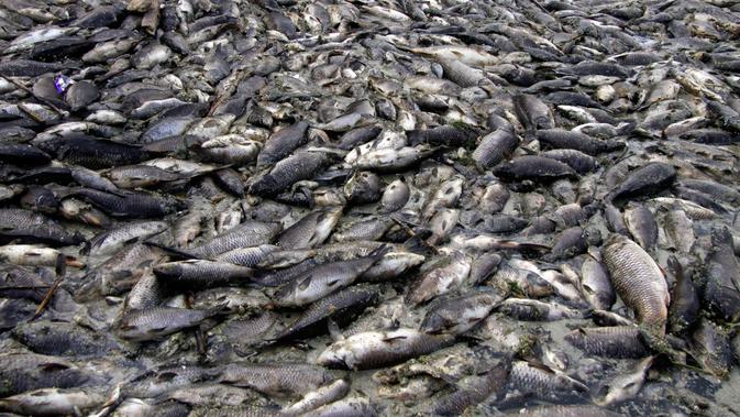 Kondisi ikan mas yang ditemukan mati mengapung di atas permukaan Sungai Eufrat dekat kota Sadat al Hindiya di Irak, Jumat (2/11). Belum diketahui penyebab ribuan ekor ikan mas yang diternak tersebut mati secara massal. (Haidar HAMDANI/AFP)