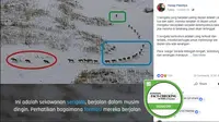 [Cek Fakta] Benarkah Serigala yang Berjalan Paling Depan Adalah yang Tua dan Sakit?