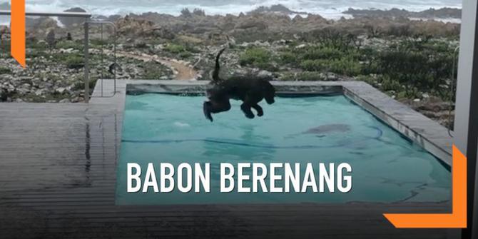 VIDEO: Sepasang Babon Terciduk Berenang di Kolam Warga
