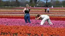 Seorang perempuan berpose untuk foto di ladang tulip dekat Grevenbroich, Jerman barat, pada 23 April 2021. Meski identik dengan Belanda, bunga tulip sendiri dikembangkan di banyak negara Eropa. (INA FASSBENDER / AFP)