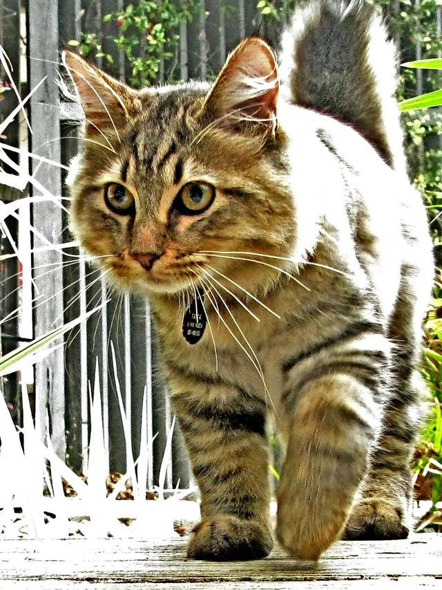 American Bobtail