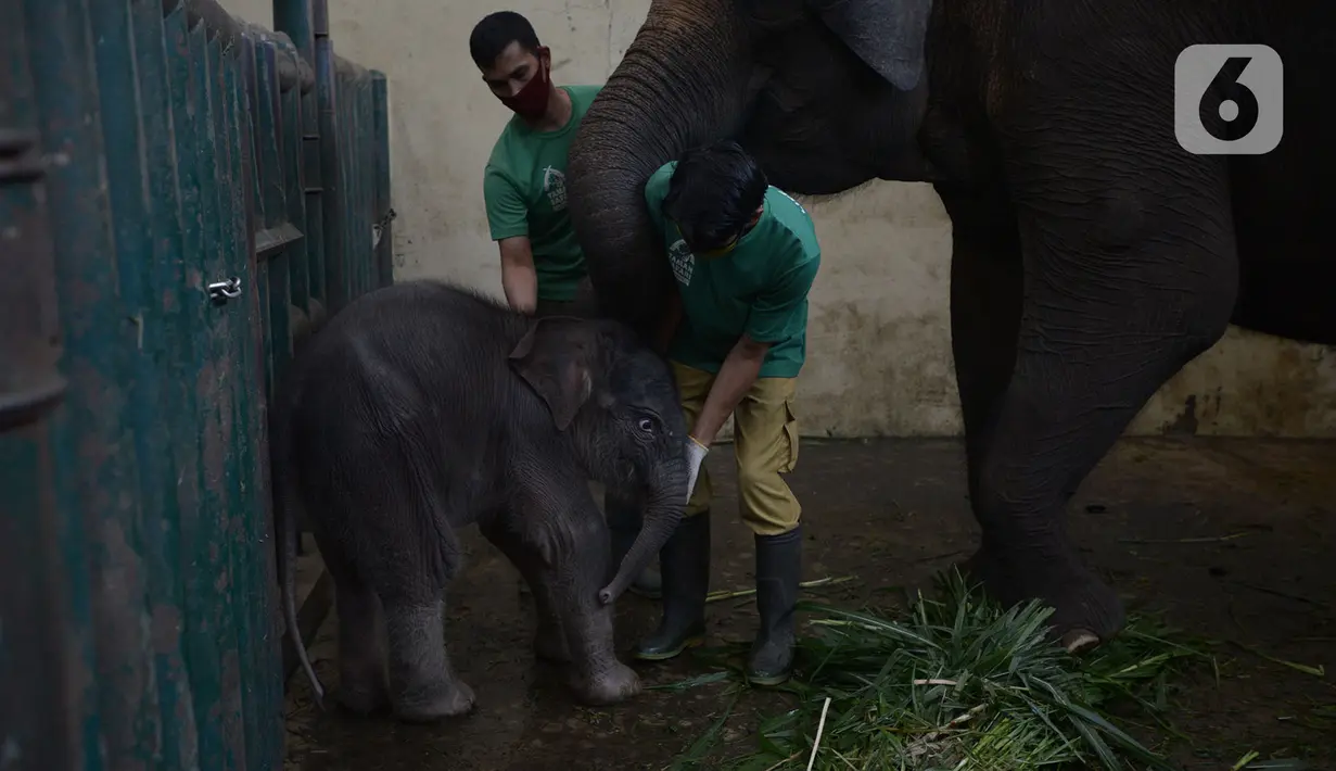 Keeper memberi pakan untuk bayi gajah Sumatera (Sumatran elephant) dalam kandangnya di Taman Safari Indonesia Cisarua, Bogor, Jawa Barat, Rabu (13/5/2020). Bayi  gajah jantan yang lahir 28 April lalu itu diberi nama Covid karena lahir di masa pandemi virus corona COVID-19. (merdeka.com/Imam Buhori)