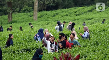 Muda mudi berfoto di Perkebunan Kebun Teh kawasan Puncak, Kabupaten Bogor, Jawa Barat, Minggu (31/5/2020). Meski Pemkab Bogor memperpanjang masa Pembatasan Sosial Berskala Besar (PSBB) hingga 4 Juni namun wisatawan tetap memadati kawasan wisata kebun teh. (Liputan6.com/Helmi Fithriansyah)