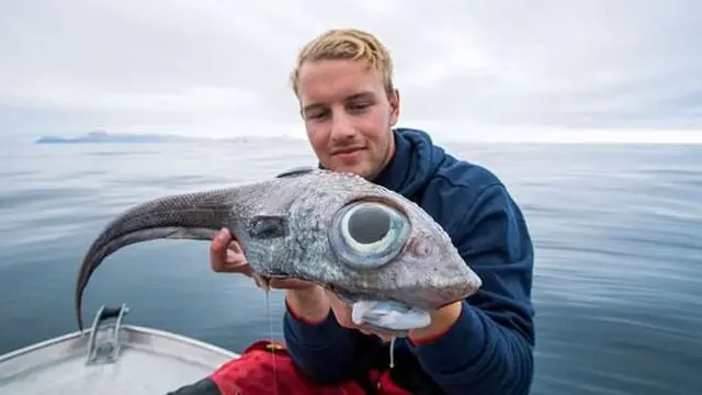 Ikan aneh seperti hewan di zaman dinosaurus ini merupakan seekor ratfish. (Twitter/Baja Expeditions)