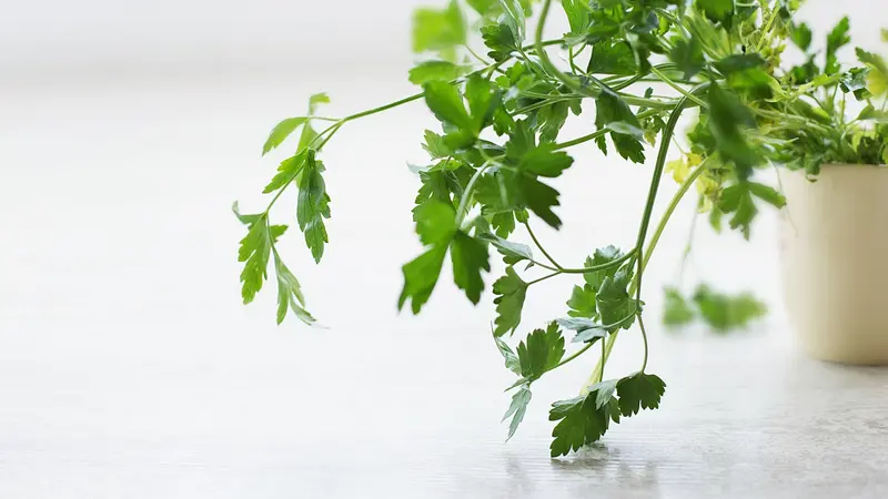 cilantro