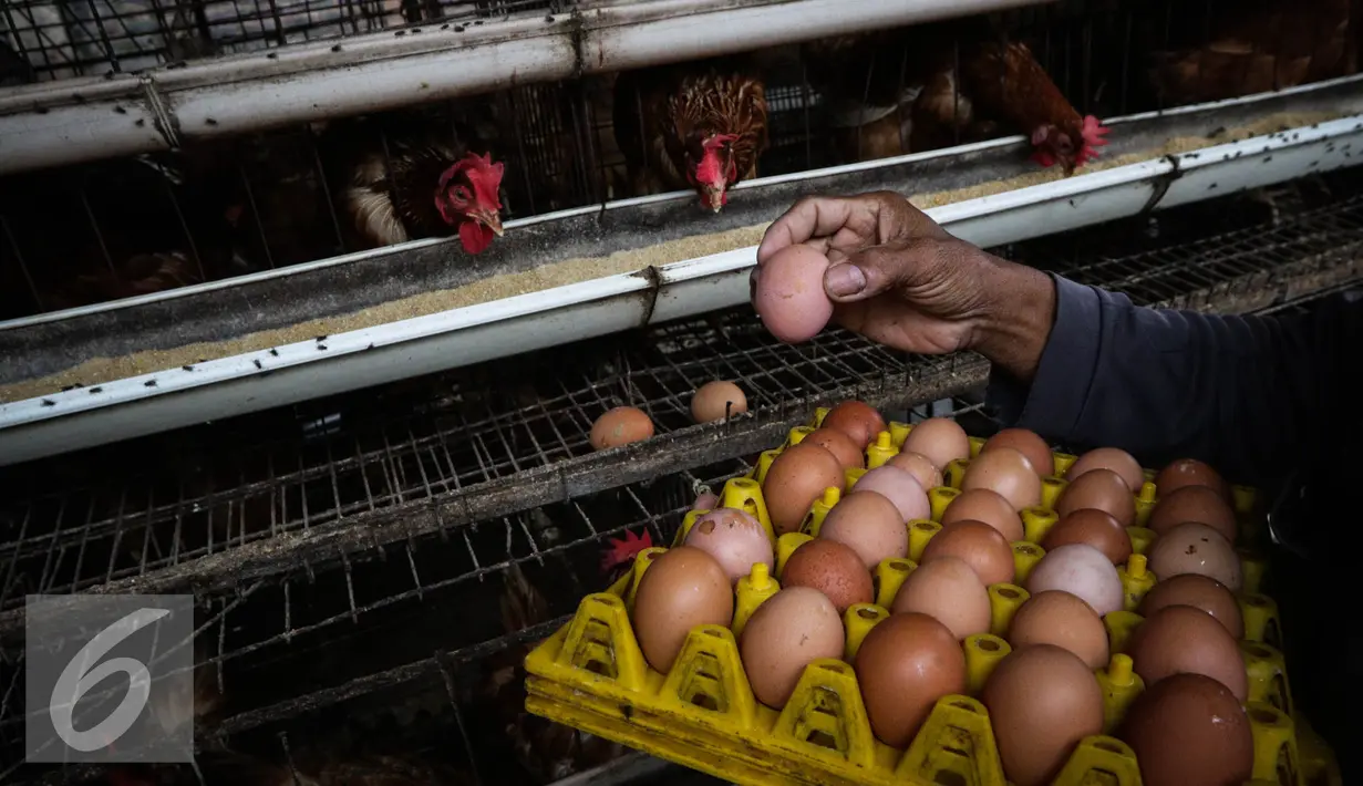 Pekerja memanen telur ayam di kandang ternak ayam telur di Cibeber, Cianjur, Jawa Barat, Rabu (30/11). Peternakan ayam tersebut memproduksi telur ayam mencapai satu ton telur per hari dari 20 ribu ekor ayam. (Liputan6.com/Faizal Fanani)