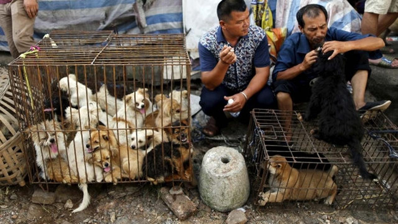 Sadis, ribuan anjing & kucing dibantai untuk dikonsumsi di China