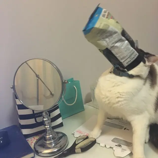 6 Tingkah Absurd Kucing saat Curi Makanan, Bikin Tepuk Jidat