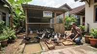 Cara Ternak Entok untuk Pemula agar Cepat Panen dan Menguntungkan