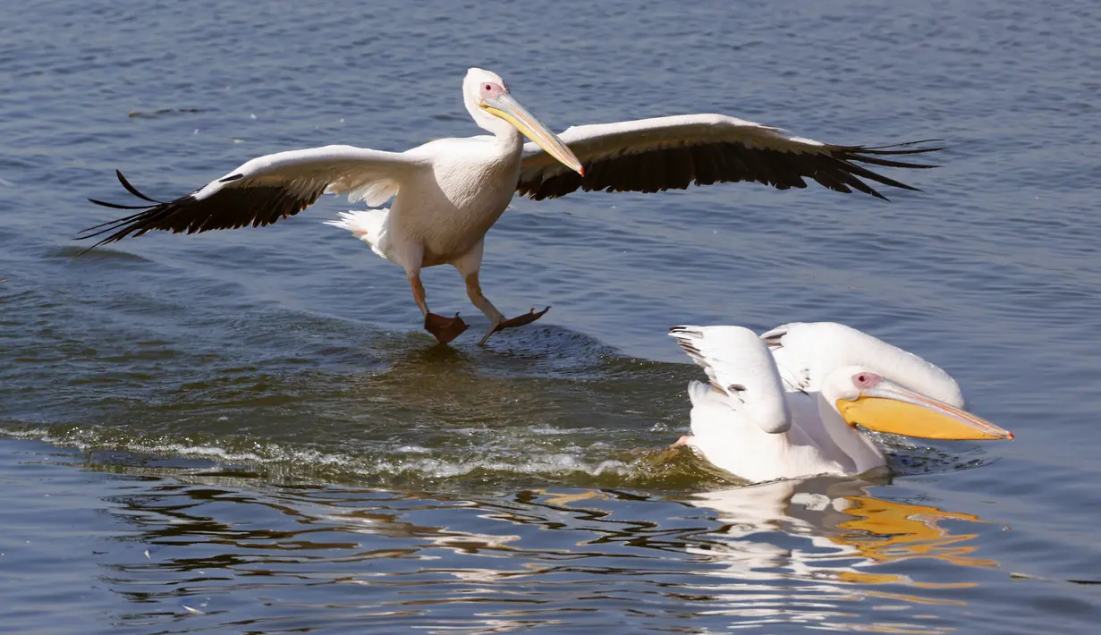 Pelikan jenis Great White digambarkan di waduk di Mishmar HaSharon, kota Tel Aviv, Israel bagian utara pada 19 November 2020. Ribuan pelikan bermigrasi melewati Israel dalam perjalanan mereka ke Afrika kemudian kembali ke Eropa pada musim panas. (Photo by JACK GUEZ / AFP)