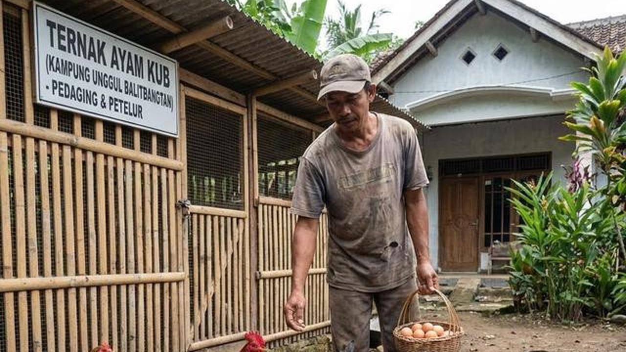 4 Jenis Ayam Terbaik untuk Peternak Pemula dengan Sistem Cage Free, Lebih Tahan Penyakit