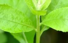 Rutin Konsumsi Daun Beluntas Bikin Miss V Bersih Dan Cegah Penuaan Dini