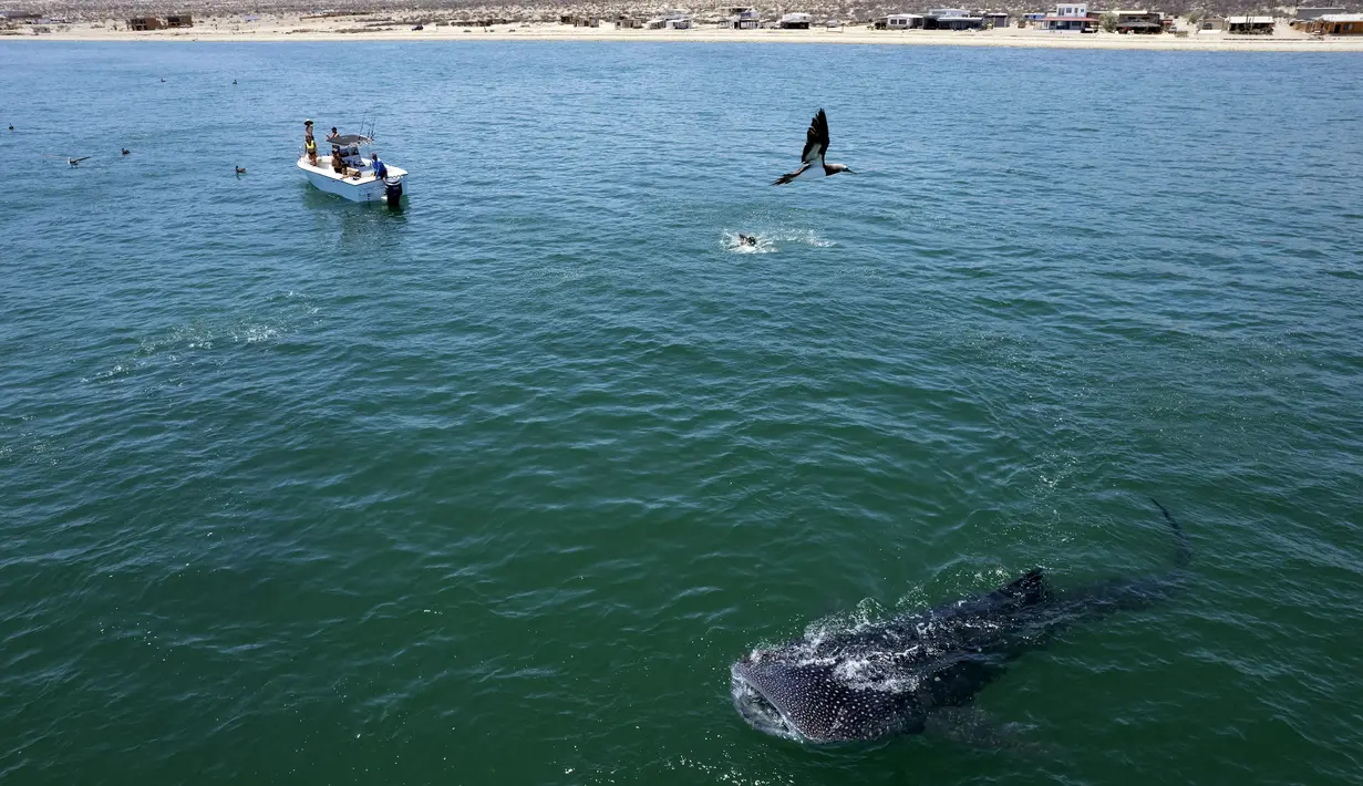 Pemandangan udara hiu paus (Rhincodon Typu) berenang dekat perahu pengunjung di Laut Cortez di Bahia de los Angeles, negara bagian Baja California, Meksiko pada 17 Juli 2021. Pengunjung dapat menikmati berenang bersama hiu paus, ikan terbesar di dunia, di Bahia de Los Angeles. (Guillermo Arias/AFP)