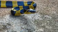 Ular Welang Takut Apa? Ini Penjelasan Lengkap dan Cara Mengusirnya dengan Aman