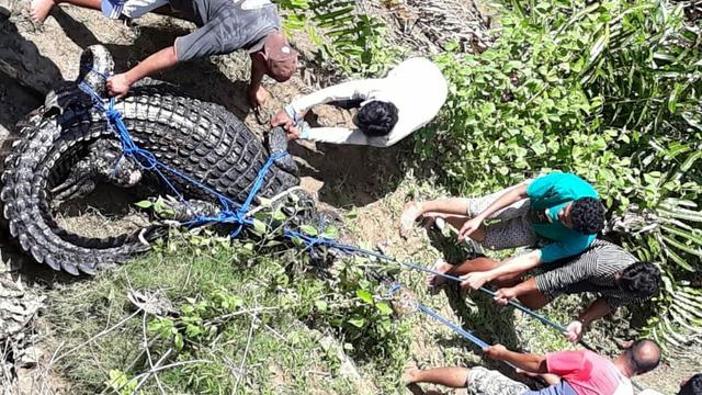 Mencari Musabab Serangan Buaya Di Konawe Utara Dan Selatan Regional Liputan6 Com