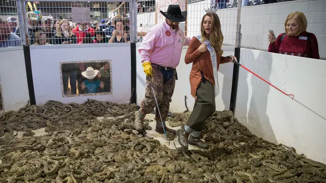 Miss Texas Bermain di Kandang Penuh Ribuan Ular Derik