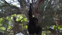 Susul Harimau Sumatera, Kukang dan Siamang Juga Terancam Punah