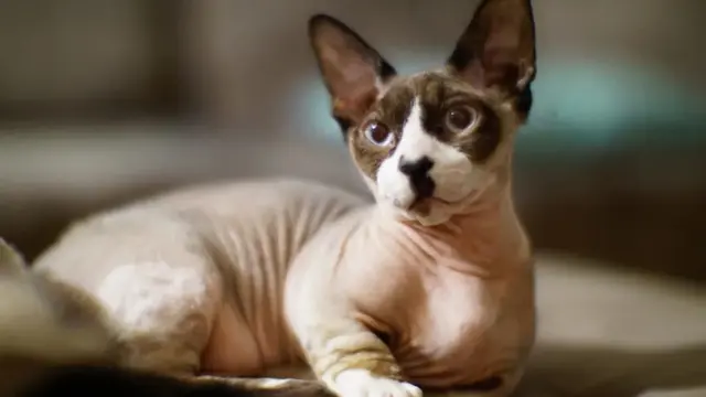 Kucing Bambino