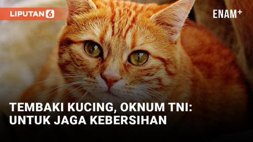 VIDEO: Keji! Oknum TNI Tembak Kucing Gegara Alasan Kebersihan