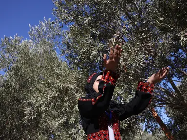 Relawan Palestina membantu petani memanen buah zaitun selama musim panen di sebuah ladang di lingkungan Shijaiyah dekat perbatasan dengan Israel, timur Kota Gaza (7/10/2021). (AFP/Mohammed Abed)