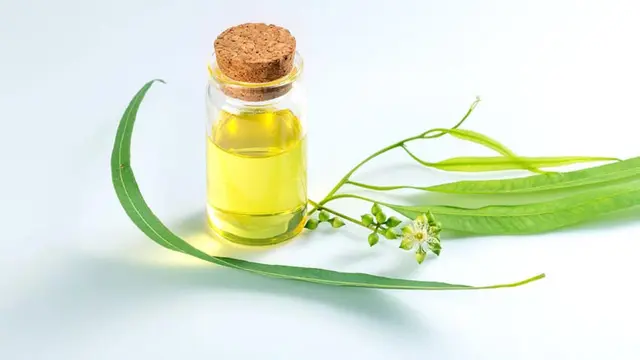 Mengenal Eucalyptus dan Segudang Manfaatnya, Tanaman yang Tercium dari Jenazah Eril