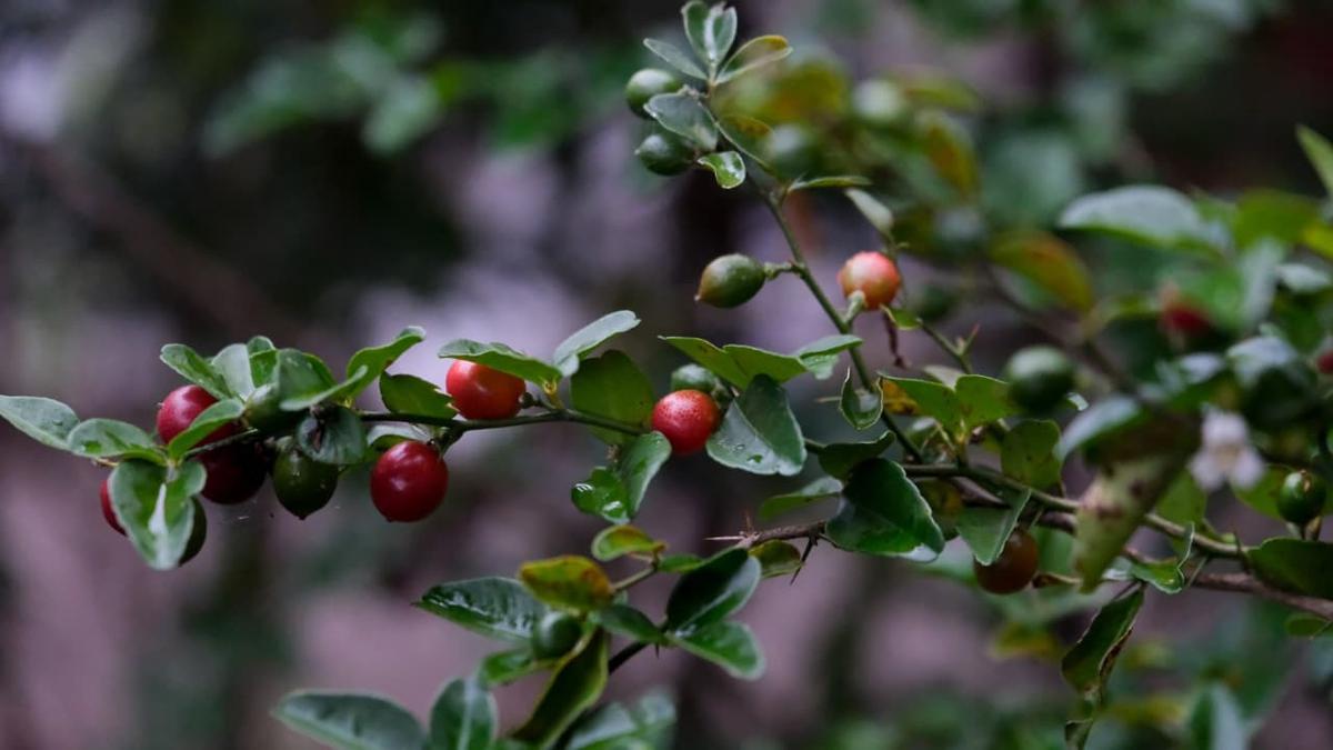 Rasa Buah Ajaib di Desa Wisata Tamanmartani Yogyakarta yang Bikin Penasaran