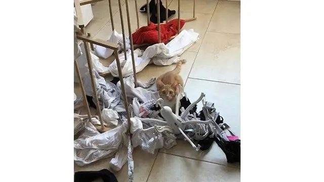 Potret 5 Kucing Oranye Rusak Barang Ini Bikin Geregetan