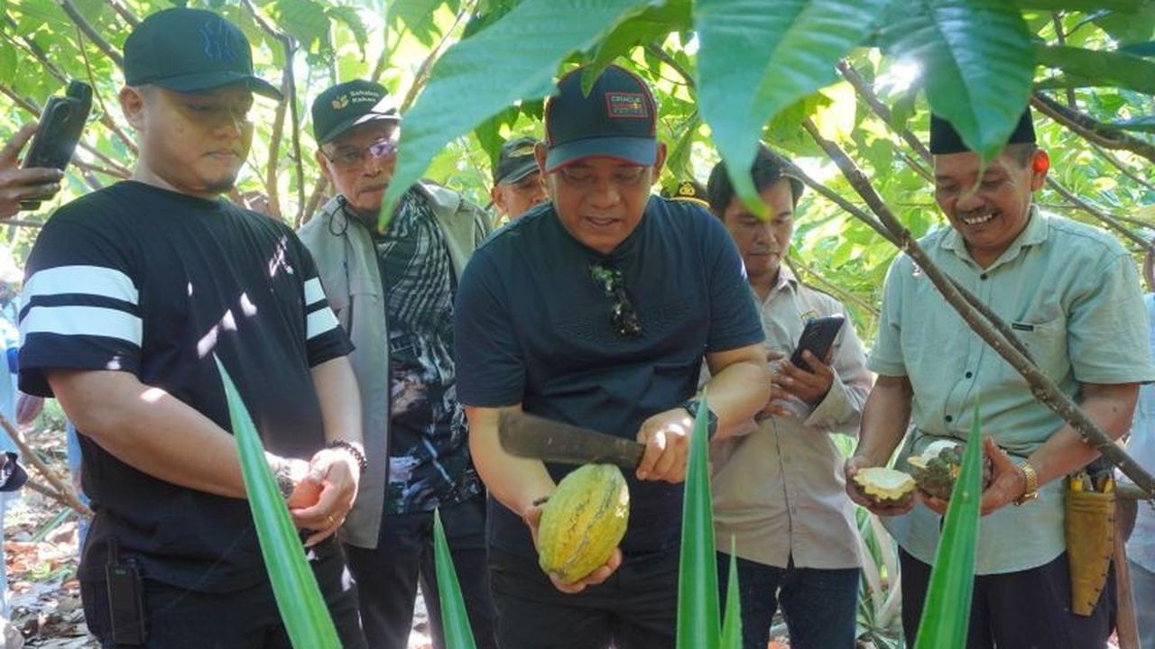 Pemkab Luwu Genjot Pengembangan Klon Unggul Kakao, Dorong Peningkatan Produksi dan Ekonomi