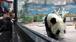 Panda raksasa bernama Qingcheng beraktivitas dalam kandangnya di sebuah kebun binatang di Anshan, Liaoning, China, Kamis (21/5/2020). Dua panda raksasa bernama A'ling dan Qingcheng akan tampil di hadapan publik usai menjalani fase adaptasi. (Xinhua/Yao Jianfeng)