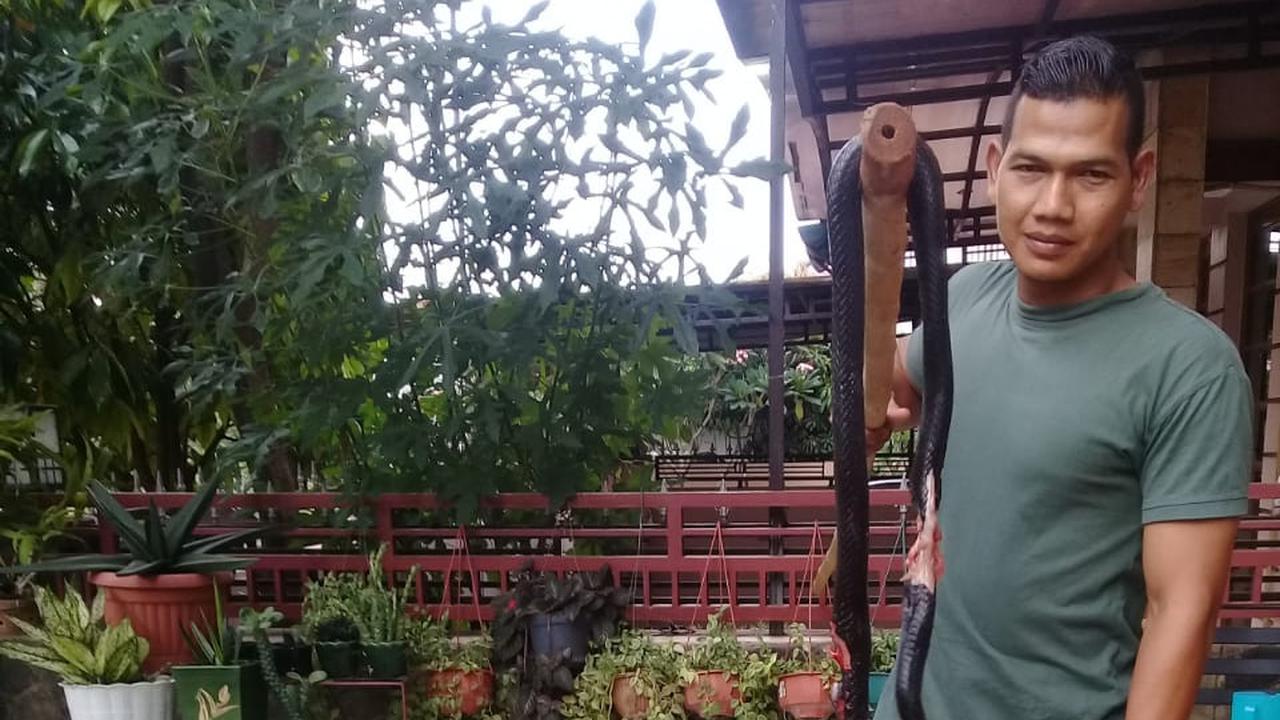 Ular Kobra di Grand Depok City