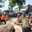 Jalur Bandung-Cianjur Lumpuh, Pohon Tumbang Timpa Sejumlah Kendaraan