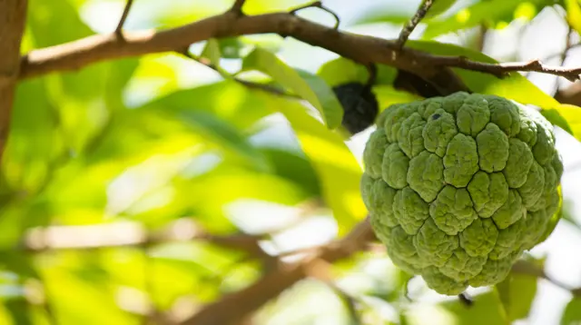 7 Cara Membuat Pohon Srikaya Jumbo Berbuah Lebat Meski Ditanam di Pot Kecil